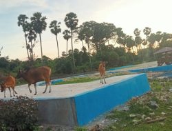 Sapi Berkeliaran di Destinasi Wisata Laut Mati, Pengunjung Merasa Kurang Nyaman