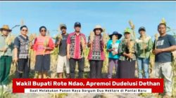 Wakil Bupati Rote Ndao Panen Raya Sorgum Dua Hektare di Pantai Baru 2 Screenshot 2026 1022 225422