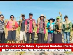 Wakil Bupati Rote Ndao Panen Raya Sorgum Dua Hektare di Pantai Baru