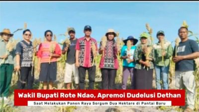 Wakil Bupati Rote Ndao Panen Raya Sorgum Dua Hektare di Pantai Baru
